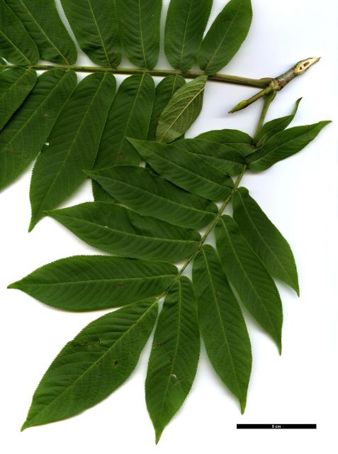 JDL: Pterocarya rhoifolia 2.