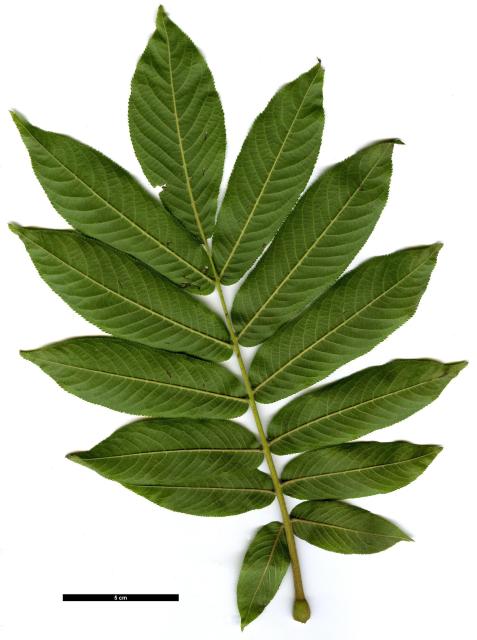 JDL: Pterocarya rhoifolia 3.