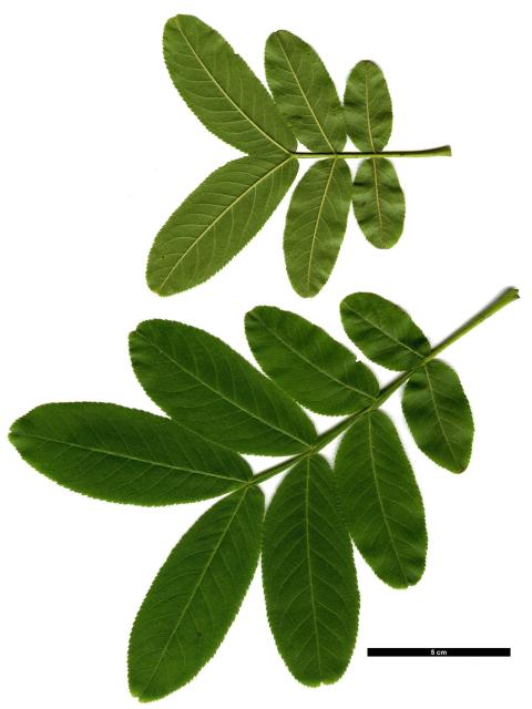 JDL: Pterocarya stenoptera 3.