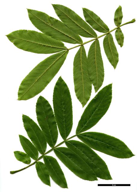 JDL: Pterocarya stenoptera 5.