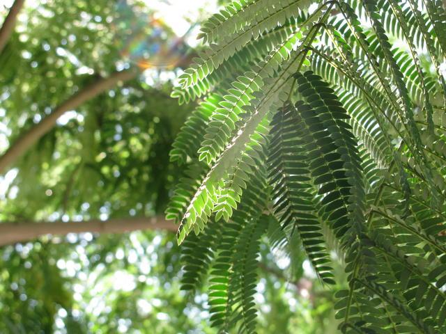 Photo: Albizia julibrissin 2. Adam Stark.