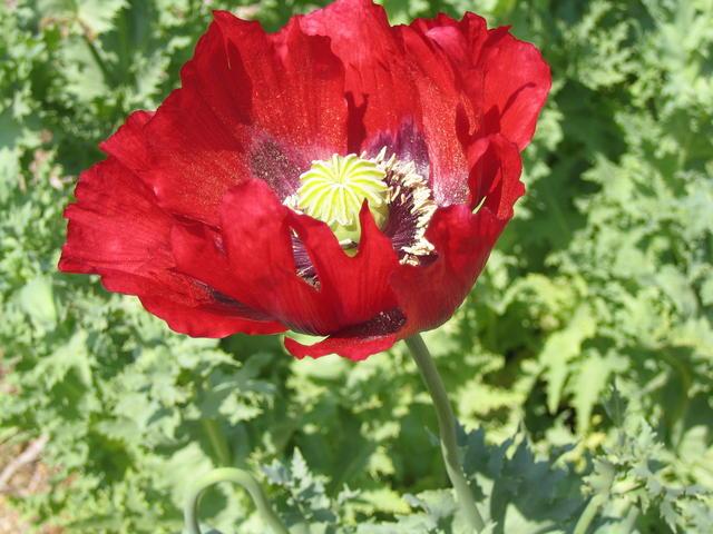 Photo: Papaver somniferum 2. Gail K. Ellison.