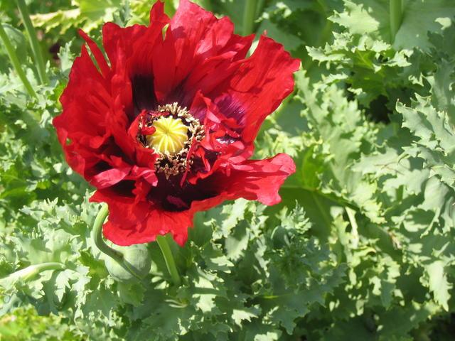 Photo: Papaver somniferum. Gail K. Ellison.