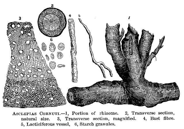 Asclepias cornuti.