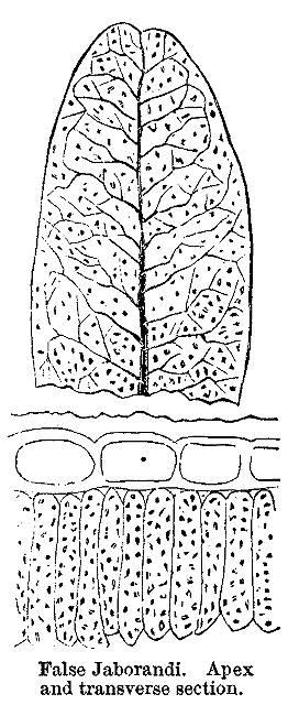 False Jaborandi. Apex and transverse section.