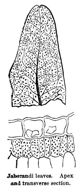 Jaborandi leaves. Apex and transverse section.