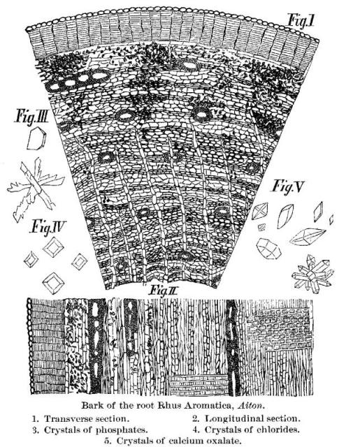 Bark of the root Rhus aromatica, Aiton.
