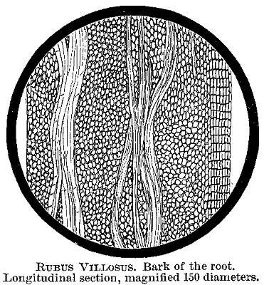 Rubus villosus. Bark of the root.