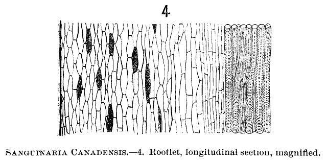 Sanguinaria canadensis, Fig. 4.