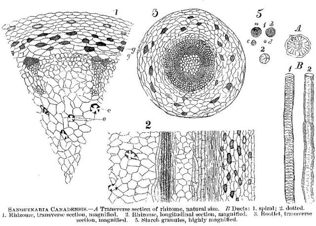 Sanguinaria canadensis, Fig. 1-3, 5, A-B.