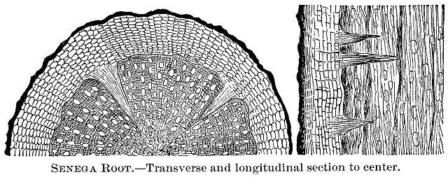 Senega root: transverse and longitudinal section t...