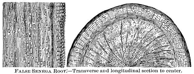 False senega root: transverse and longitudinal sec...