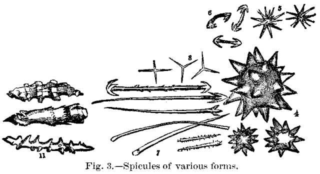 Fig. 3. - Spicules of various forms.