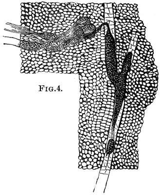 Fig. 4. Apocynum.