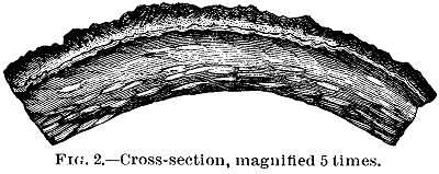 Fig. 2. Cross-section