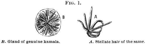 Fig. 1. B. Gland of genuine kamala.