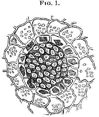 Fig. 1. Licorice.