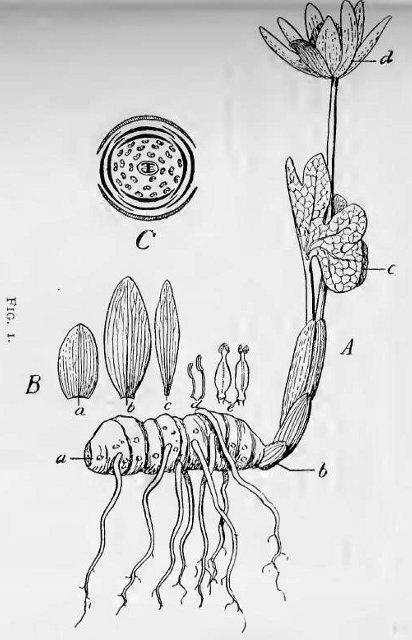 Fig. 1.—Entire plant of Sanguinaria Canadensis