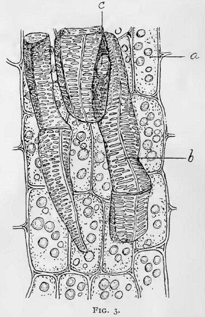 Fig. 3.—Small portion of longitudinal section