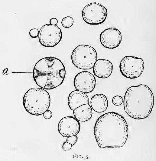 Fig. 5.—Starch of Sanguinaria