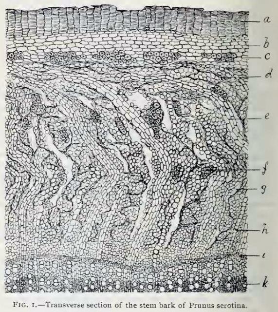 Fig. 1.—Transverse section of the stem bark of Pru...