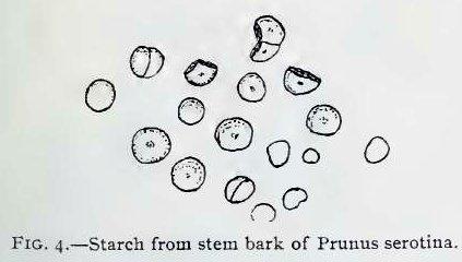 Fig. 4.—Starch from stem bark of Prunus serotina.