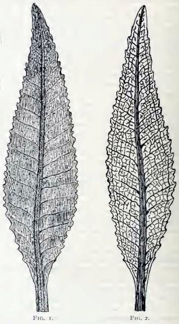 Fig. 1-2.—Upper/lower surface of leaf.