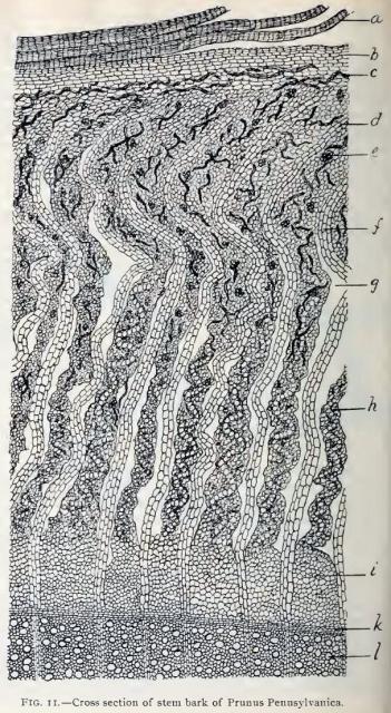 Fig. 11.—Cross section of stem bark of Prunus Penn...