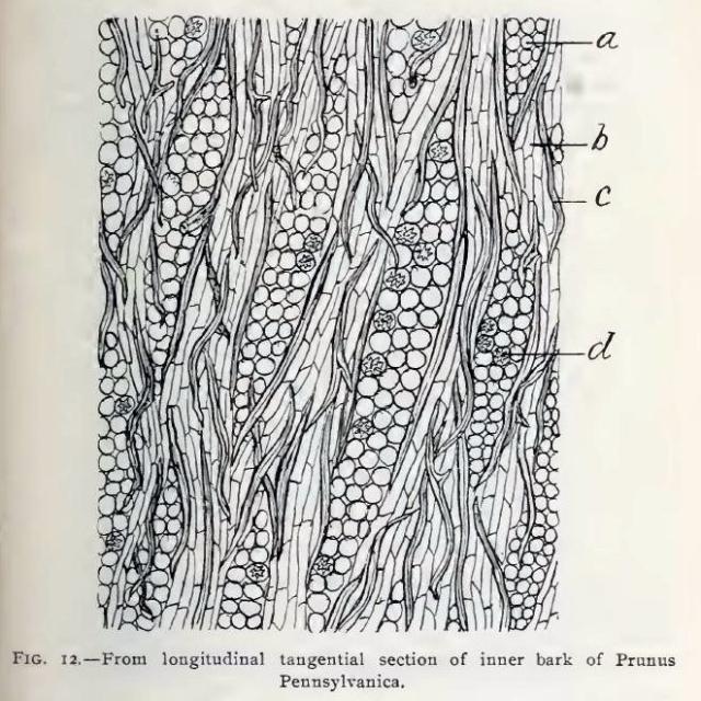 Fig. 12.—From longitudinal tangential section of i...