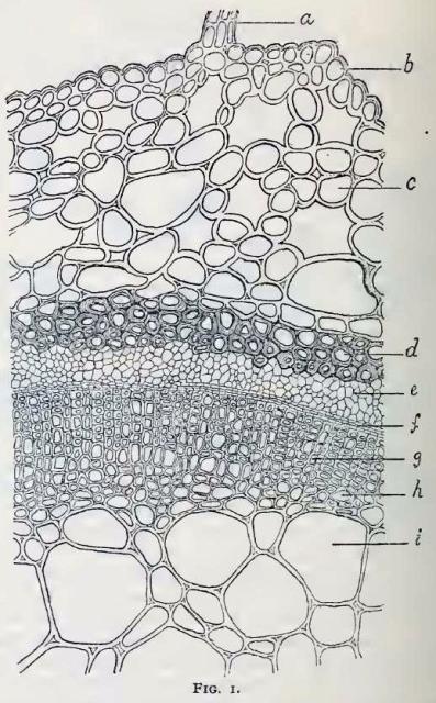 Fig. 1.—Portion of cross-section of stem