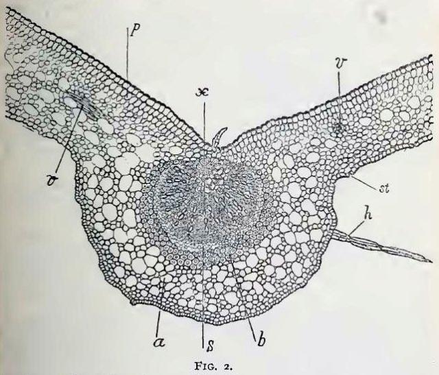 Fig. 2.—Portion of cross-section