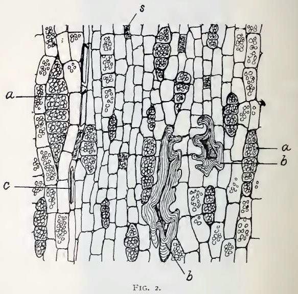 Fig. 2.—Small portion of longitudinal-tangential