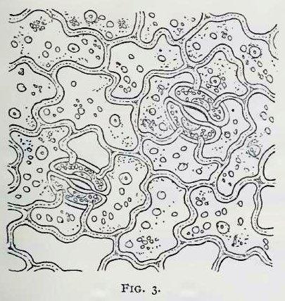 Fig. 3.—Small portion of lower epidermis