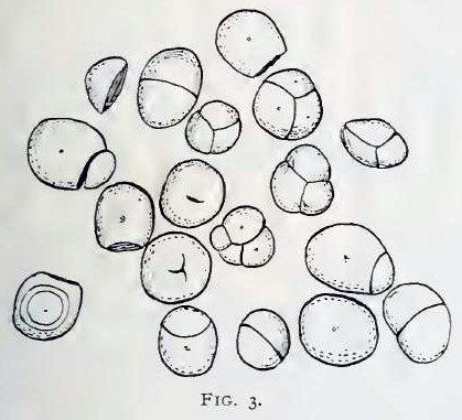 Fig. 3.—Starch of sassafras bark.