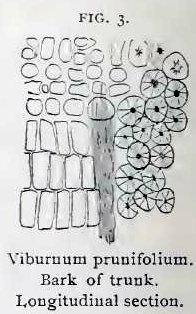 Fig. 3. Viburnum prunifolium. Bark of trunk.