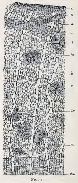 Fig. 4.—Small portion of cross-section of bark