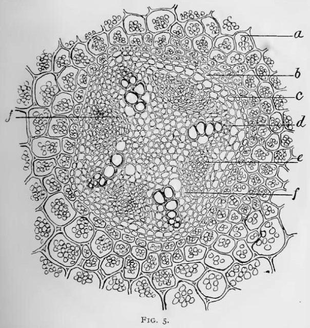 Fig. 5.—Drawing showing tetrarch radial bundle