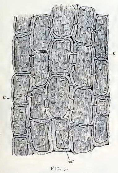 Fig. 5.—Longitudinal section of parenchyma cells o...