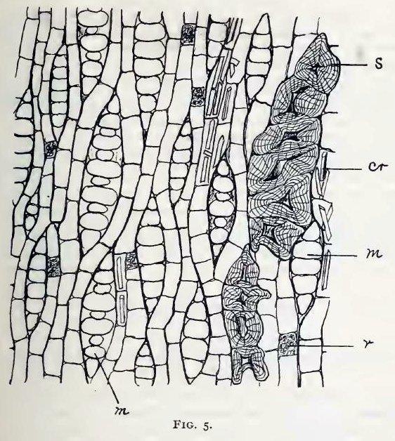 Fig. 5.—Small portion of longitudinal-tangential