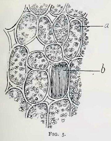 Fig. 5. Small portion of parenchyma of rhizome