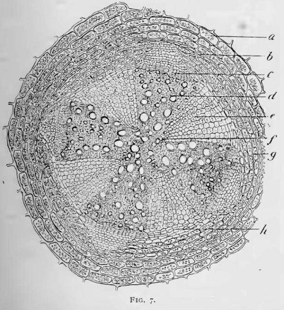 Fig. 7.—Section of central part