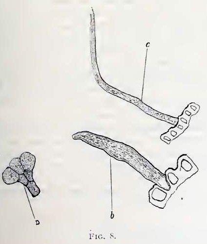 Fig. 8.—Various forms of hairs from the leaf