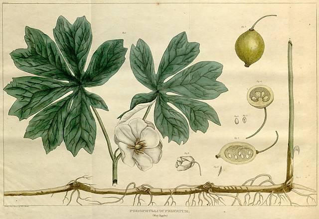 Table 25. Podophyllum peltatum.