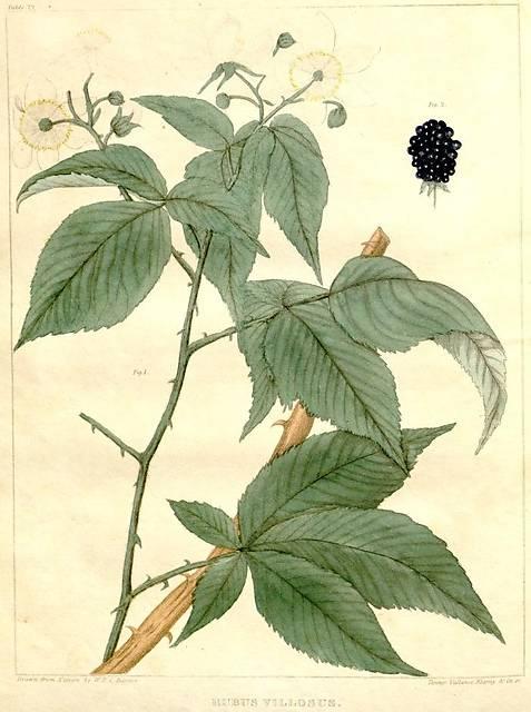 Table 39. Rubus villosus.