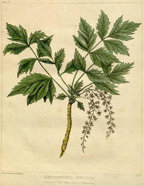 Table 46. Zanthorhiza apiifolia.