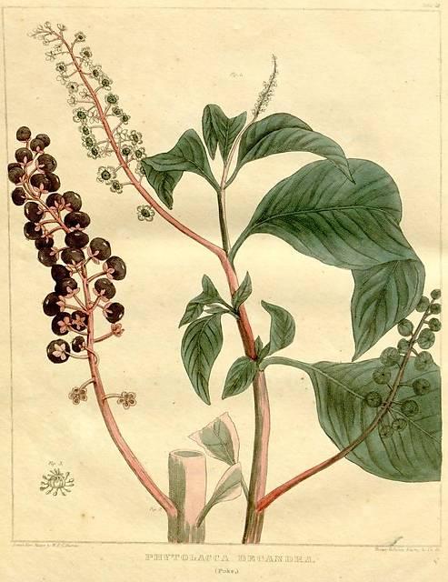 Table 48. Phytolacca decandra.