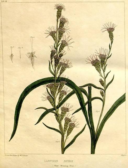 Table 49. Liatris dubia.