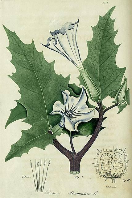 Pl. 01. Datura stramonium.