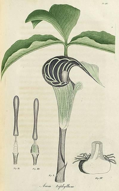 Pl. 04. Arum triphyllum