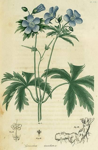 Pl. 08. Geranium maculatum.